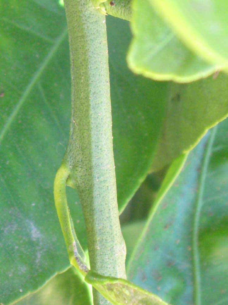            First year twig (Riverside, CA)   